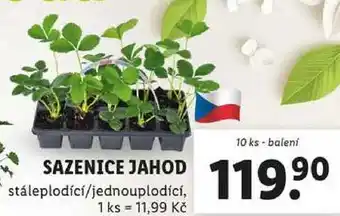 Lidl SAZENICE JAHOD, 10 ks - balení nabídka