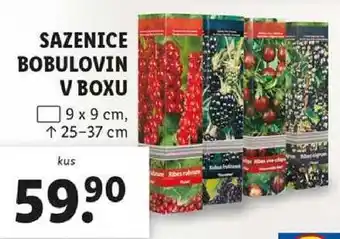 Lidl SAZENICE BOBULOVIN V BOXU nabídka