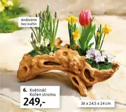 Velký Košík Květináč kořen stromu nabídka