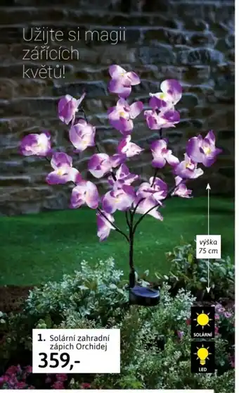 Velký Košík Solární zahradní zápich orchidej nabídka