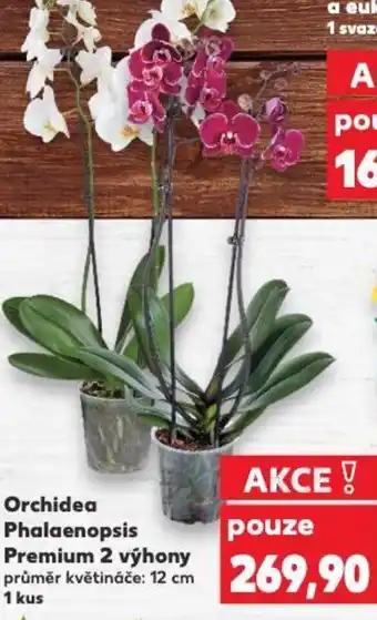 Kaufland Orchidea Phalaenopsis Premium 2 výhony nabídka