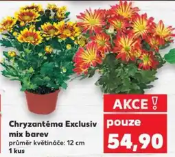 Kaufland Chryzantéma Exclusiv mix barev nabídka