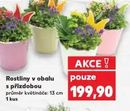 Kaufland Rostliny v obalu s přízdobou nabídka
