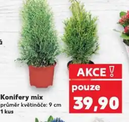 Kaufland Konifery mix nabídka