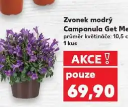 Kaufland Zvonek modrý Campanula Get Mee nabídka