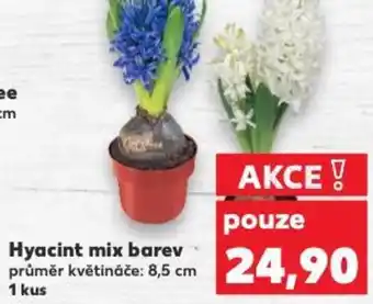 Kaufland Hyacint mix barev nabídka