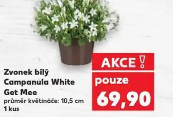 Kaufland Zvonek bílý Campanula White Get Mee nabídka