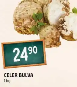 Terno Celer bulva nabídka