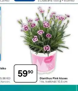 Tesco Dianthus pink kisses nabídka