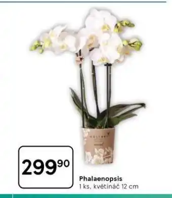 Tesco Orchidea - phalaenopsis nabídka