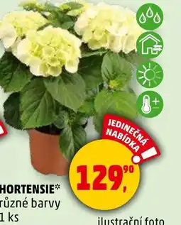 Penny Market HORTENSIE* různé barvy nabídka