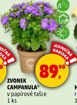 Penny Market ZVONEK CAMPANULA* nabídka