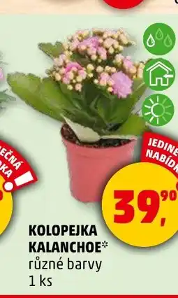 Penny Market KOLOPEJKA KALANCHOE⭑* různé barvy nabídka