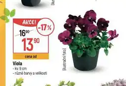 Globus Viola nabídka