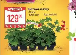 Globus Balkonové rostliny nabídka