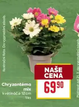 Billa Chryzantéma květináč o nabídka