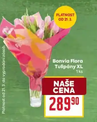 Billa Bonvia Flora Tulipány XL nabídka