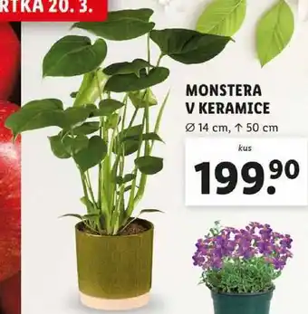 Lidl MONSTERA V KERAMICE nabídka