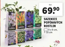 Lidl SAZENICE POPÍNAVÝCH ROSTLIN nabídka