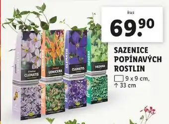 Lidl SAZENICE POPÍNAVÝCH ROSTLIN nabídka