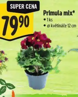 Albert Primula mix nabídka