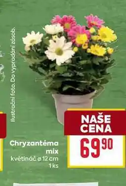 Billa Chryzantéma mix květináč ø 12 cm 1ks nabídka