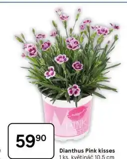 Tesco PINK Dianthus Pink kisses, 1 ks. květináč 10.5 cm nabídka