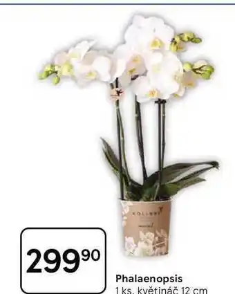 Tesco Phalaenopsis, 1 ks. květináč 12 cm nabídka