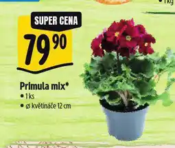 Albert Primula mix nabídka