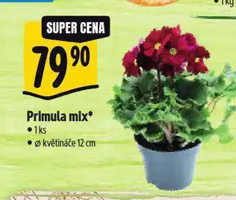 Albert Primula mix nabídka