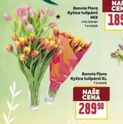 Billa Kytice tulipánů xl nabídka