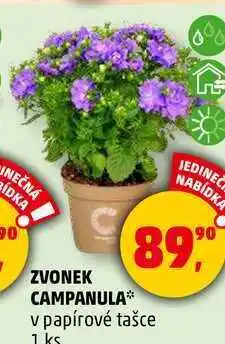 Penny Market ZVONEK CAMPANULA v papírové tašce, 1 ks nabídka