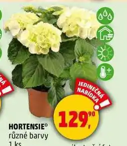 Penny Market HORTENSIE různé barvy, 1 ks nabídka