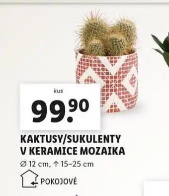 Lidl Kaktusy / sukulenty v keramice mozaika nabídka