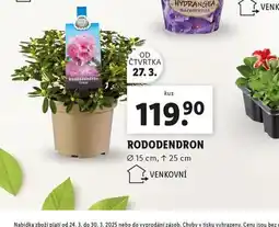 Lidl Rododendron nabídka