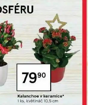 Tesco Kalanchoe v keramice nabídka