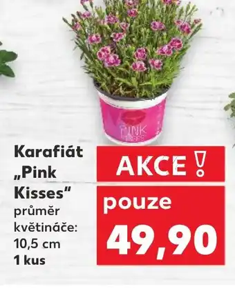 Kaufland Karafiát ,,Pink Kisses" nabídka