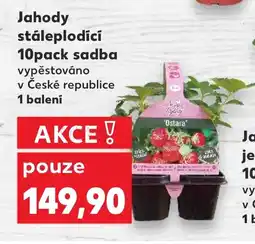 Kaufland Jahody stáleplodící nabídka