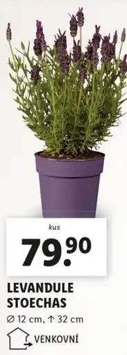 Lidl Levandule stoechas nabídka