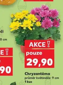 Kaufland Chryzantéma nabídka