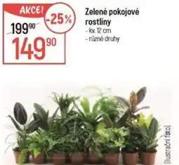 Globus Zelené pokojové rostliny nabídka