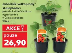 Kaufland Jahodník velkoplody/ stáleplodící nabídka