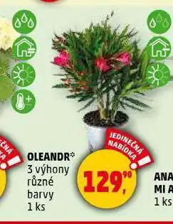 Oleandr