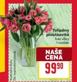 Billa Tulipány pivoňkovité nabídka