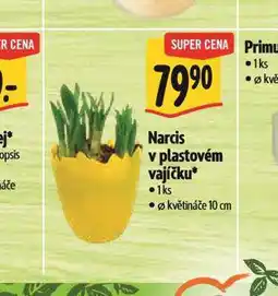 Albert Narcis v plastovém vajíčku nabídka