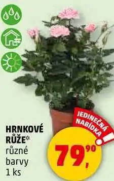 Penny Market HRNKOVÉ RŮŽE různé barvy, 1 ks nabídka