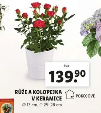 Lidl RŮŽE A KOLOPEJKA V KERAMICE nabídka