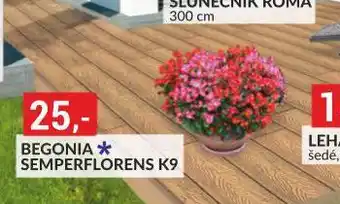 Baumax Begonie nabídka
