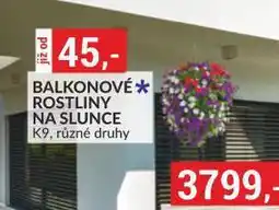 Baumax Balkonové rostliny na slunce nabídka