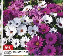 Baumax Osteospermim mix nabídka